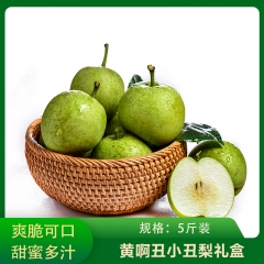 【仅门店】四川/黄啊丑小丑梨礼盒5斤