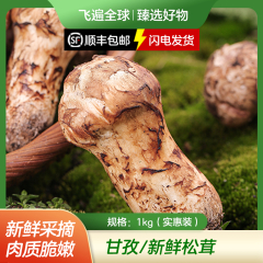 【包邮】甘孜新鲜松茸1kg（实惠装）